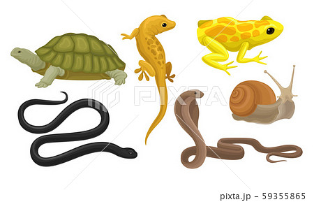 Cold-blooded Animals, Amphibians And Reptiles, Snakes, Snail Vector Illustration Set Isolated On 59355865