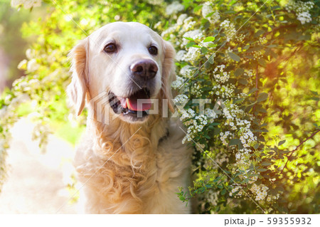 golden retriever dog in lupine flowers meadow golden retriever dog in lupine flowers meadow 59355932