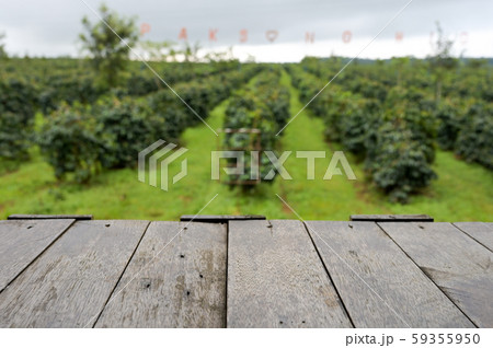 Coffee plantations  with wooden board for copy 59355950