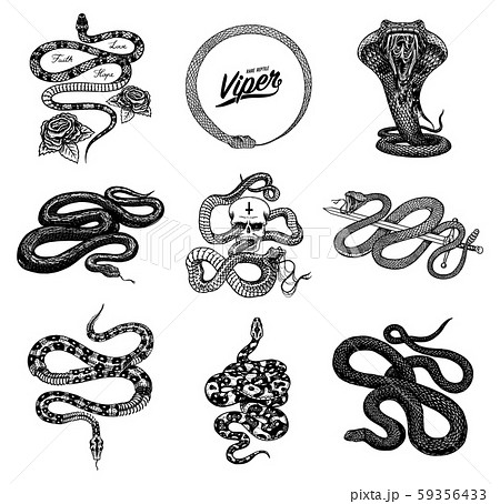 Set Viper Snake Serpent Cobra and Python Anaconda or Viper Royal Stock  Vector  Illustration of cartoon print 105880099