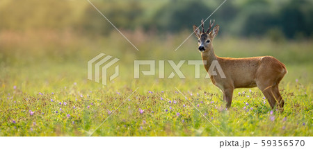 Wide panoramic banner of roe deer buck standing on a meadow in summer at sunset 59356570