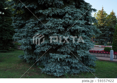 Stone path in the summer park. Green city park. 59357422