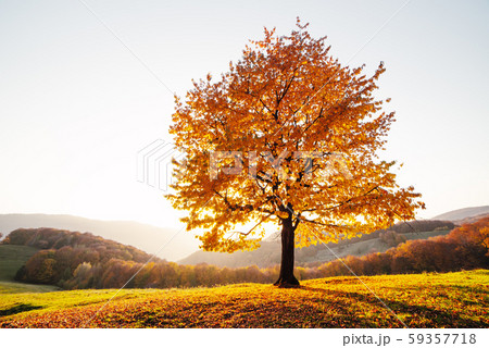 Majestic beech tree with sunny beams at autumn mountains Majestic beech tree with sunny beams at autumn mountains 59357718