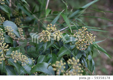 キヅタ（木蔦）の花 59358178