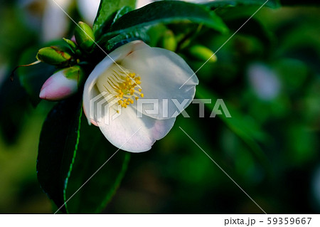 白椿 白椿 59359667
