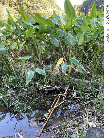 水草 59360446