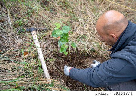 plantation of young trees for forest regeneration after intervention by natural elements 59361873