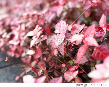 ハツユキカズラの紅葉 ハツユキカズラの紅葉 59362129