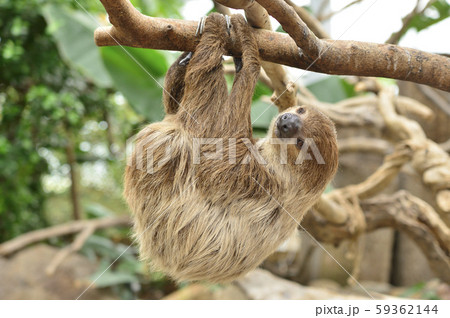 【ナマケモノ】木の枝にぶら下がるフタユビナマケモノ 59362144