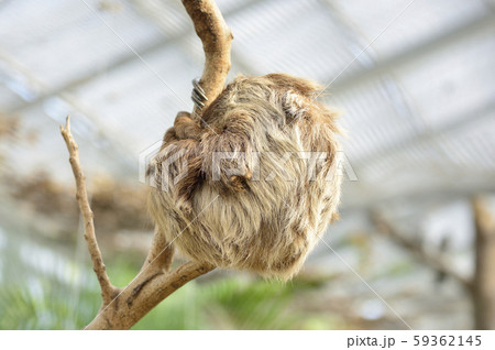 【ナマケモノ】木の枝にぶら下がるフタユビナマケモノ 59362145