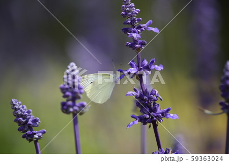 ハーブの花とモンシロチョウ 59363024