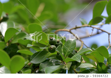 ストロベリーグアバの若い実 テリハバンジロウ の写真素材