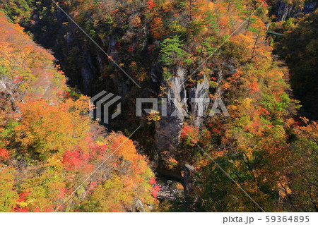 【宮城県】朝日を浴びる鳴子峡の紅葉 59364895