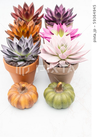 Collection of various colorful succulent echeveria plants in stone pots.  59364945