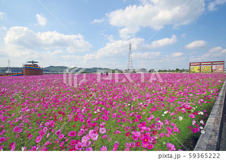 おうとう桜街道花公園 おうとう桜街道花公園 59365222