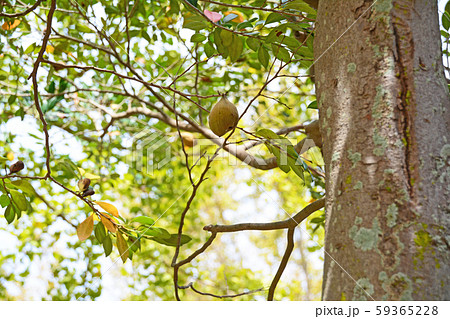 イスノキ 59365228