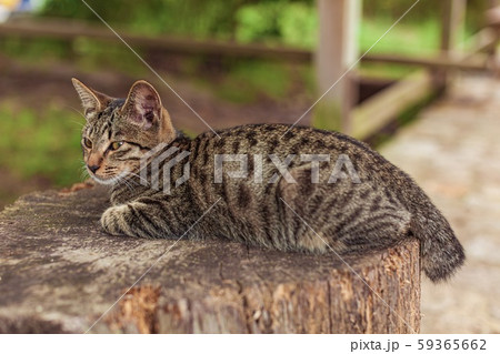 高知県・宿毛市 道の駅すくもの猫 59365662