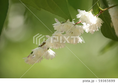 サラサウツギ 59365699