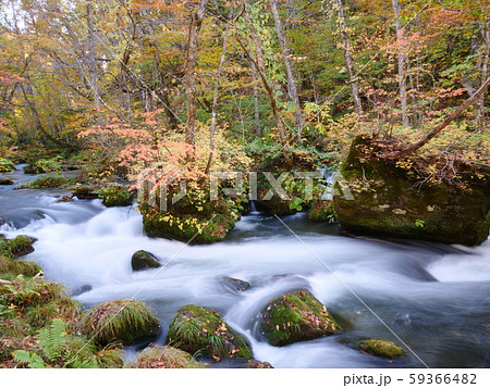 奥入瀬石ケ戸の瀬の紅葉 奥入瀬石ケ戸の瀬の紅葉 59366482