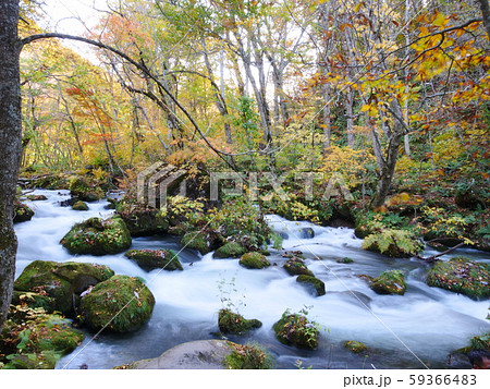 奥入瀬石ケ戸の瀬の紅葉 59366483
