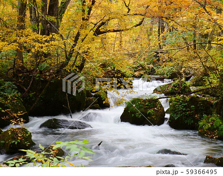 奥入瀬渓流阿修羅の流れの紅葉 59366495