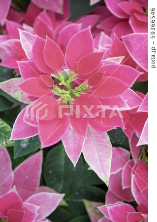 花 フラワー お花 59366546