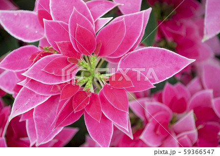 花 フラワー お花 59366547