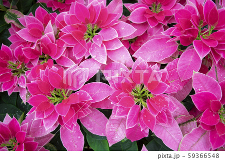 花 フラワー お花 59366548