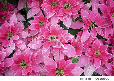 花 フラワー お花 59366551