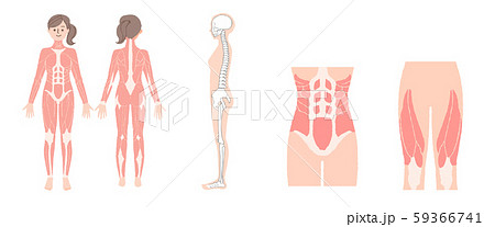 女性の筋肉と骨格 のイラスト素材