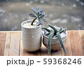 Succulent and cactus 59368246