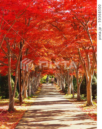 北海道の絶景 美しい紅葉のトンネル 59368500