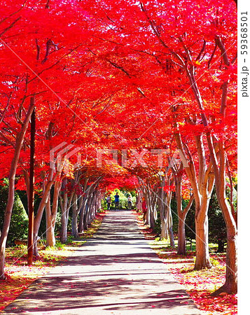 北海道の絶景 美しい紅葉のトンネルの写真素材