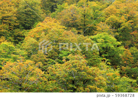 ブナ林の黄葉－国道252号　福島県只見町 59368728