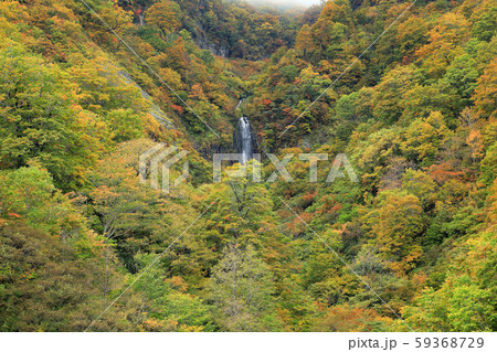 樹林の紅葉とアイヨシの滝－国道252号　福島県只見町 59368729