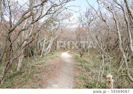 枯れ木の登山道 枯れ木の登山道 59369087