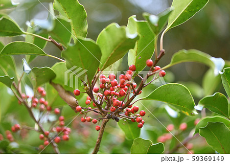 クロガネモチの果実 59369149