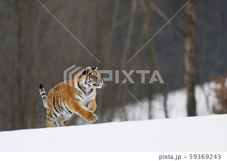 Siberian tiger in wild winter nature birch tree in 59369243