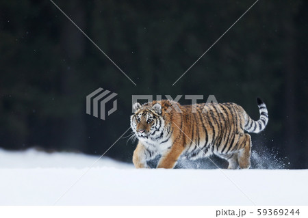 Siberian tiger in wild winter nature. Action Siberian tiger in wild winter nature. Action 59369244