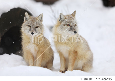 Two Corsac fox sit in front of trunk - Vulpes 59369245