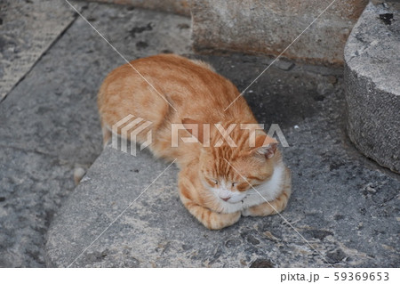 ヨーロッパの猫の写真素材