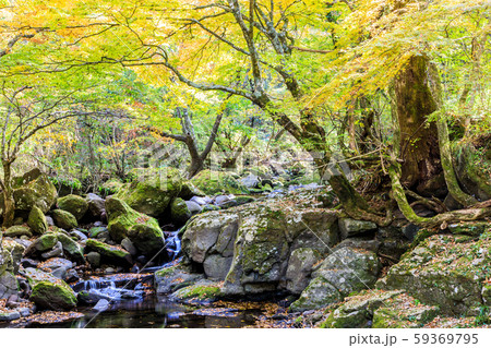 マゼノ渓谷の紅葉　【熊本県阿蘇郡南小国町】 59369795