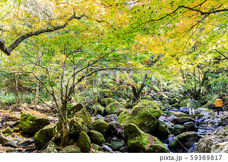 マゼノ渓谷の紅葉 【熊本県阿蘇郡南小国町】 マゼノ渓谷の紅葉 【熊本県阿蘇郡南小国町】 59369817