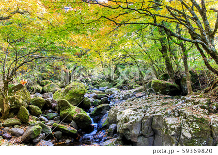 マゼノ渓谷の紅葉　【熊本県阿蘇郡南小国町】 59369820