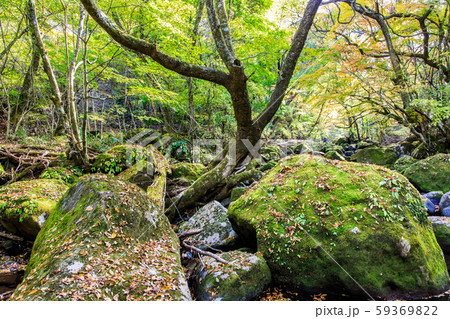 マゼノ渓谷の紅葉 【熊本県阿蘇郡南小国町】 マゼノ渓谷の紅葉 【熊本県阿蘇郡南小国町】 59369822