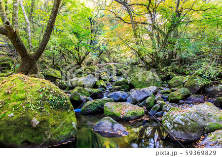 マゼノ渓谷の紅葉 【熊本県阿蘇郡南小国町】 マゼノ渓谷の紅葉 【熊本県阿蘇郡南小国町】 59369829