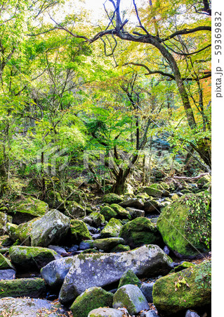 マゼノ渓谷の紅葉 【熊本県阿蘇郡南小国町】 マゼノ渓谷の紅葉 【熊本県阿蘇郡南小国町】 59369832