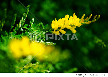 ヒメエニシダの花咲く ヒメエニシダの花咲く 59369964