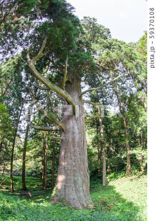 滝ノ沢の一本杉 山形県 滝ノ沢の一本杉 山形県 59370108