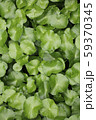 Centella asiatica 59370345